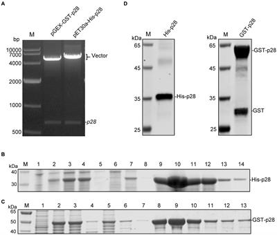 Identification and characterization of linear epitopes of monoclonal antibodies against the capsid proteins of small ruminant lentiviruses